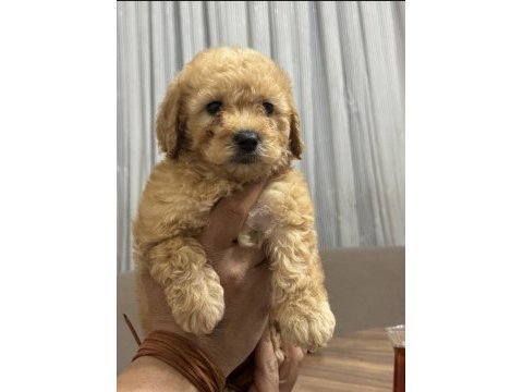 Orijinal poodle yavrular