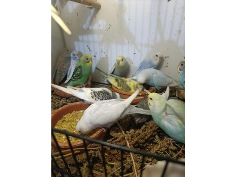 25 adet yeni yavru muhabbet kuşu
