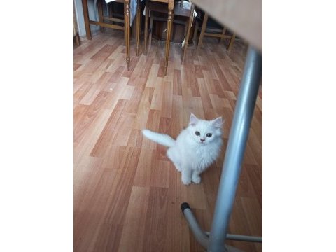 Anne altından erkek chinchilla