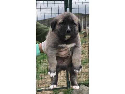 Kangal sahiplendirilecek
