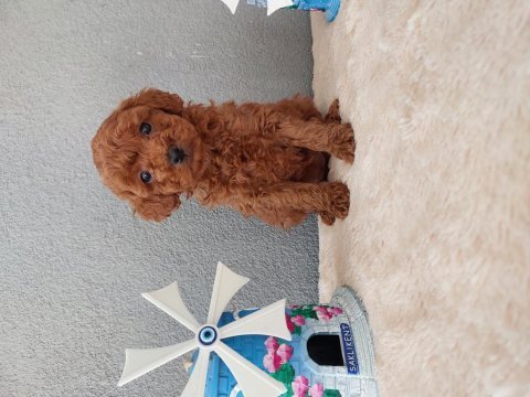 Toy poodle yavrularımız