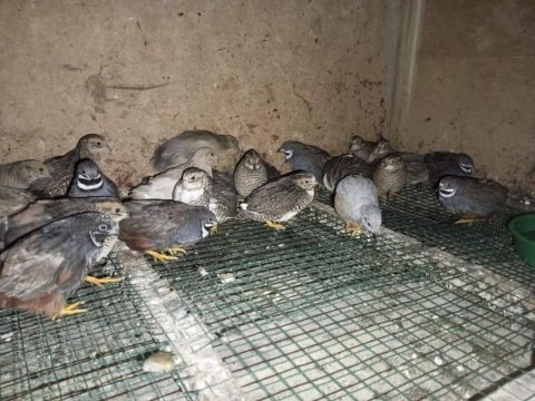 Çin bıldırcın sahiplendirme ve kuluçkalık yumurtası