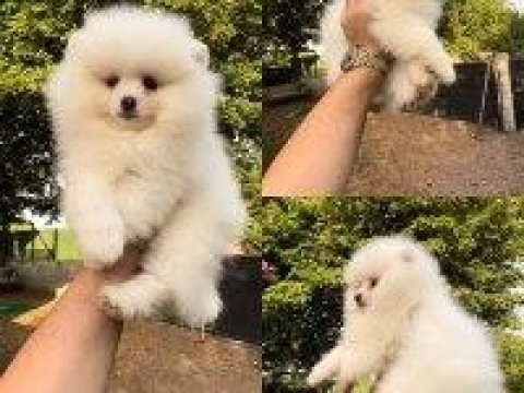 A+ kalite pomeranian yavrularımız 81 ile gönderilir