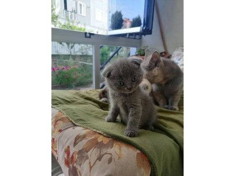 Scottish fold kedicikler