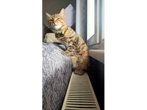 Kedi sahiplendirme tekir
