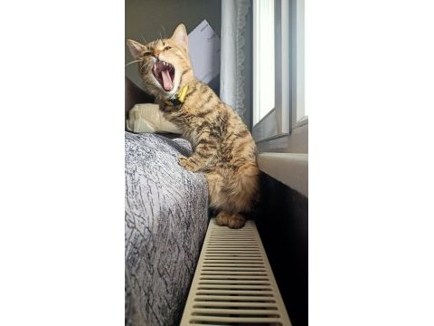 Kedi sahiplendirme tekir