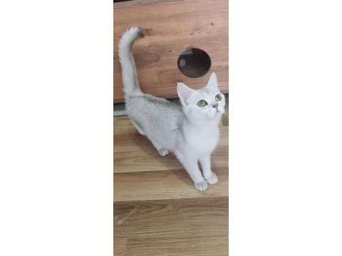 Ücretsiz sahiplendirme kedimiz