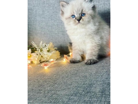 Efsane güzellik british longhair