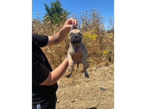 El presa canario puppies