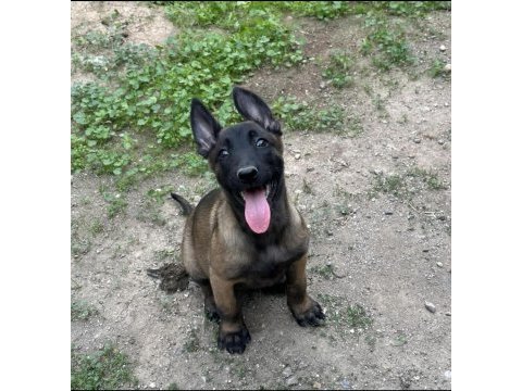 A kalite erkek ve dişi belçika malinois