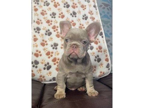 Secereli anne babadan ırk ve sağlık garantili french bulldog