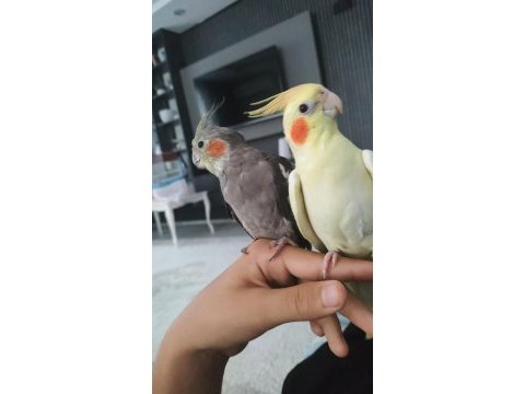 Full artı full sultan papağanı (çift)