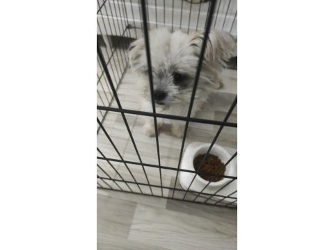 Clam iskoç terrier