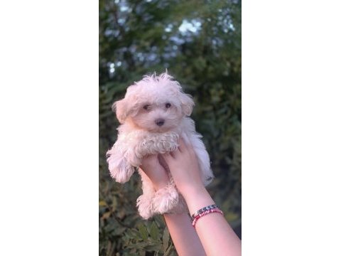 Maltese bebek köpeklerimiz