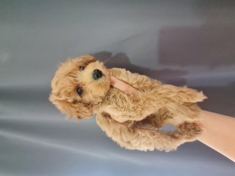 Maltipoo dişi erkek