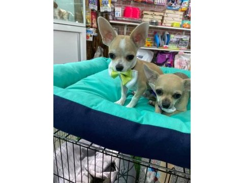 Chihuahua yavrularımız hazır