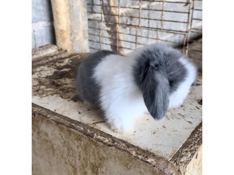 Hollanda tavşanı teddy blue ve beyaz mavi göz