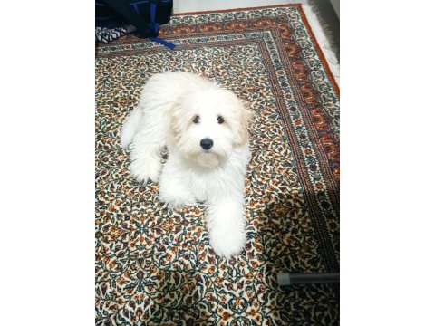 6 aylık dişi maltipoo