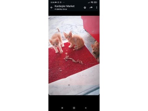 Kedi üç aylık