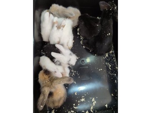 Yavru lop tavşan