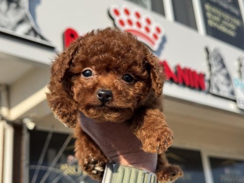 Petmode köpek çiftliğinden tiny kore poodle