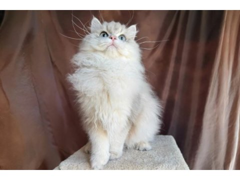 Gri british longhair yakışıklı