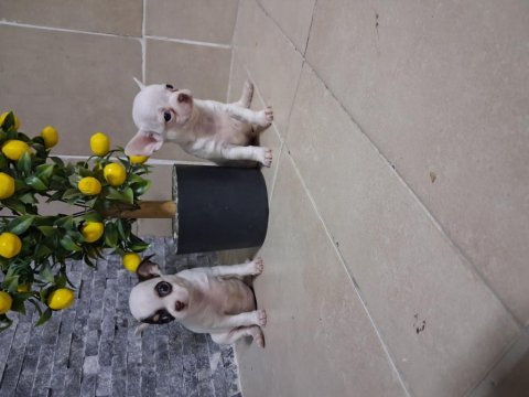 Köpeğimizde kusur aramayın bulamazsınız
