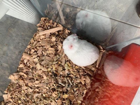 Tatlı minik hamsterlar