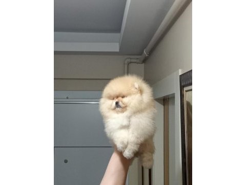 Üst kalite sıfır burun orijinal pomeranian boo