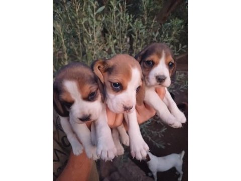Sağlıklı beagle yavrular