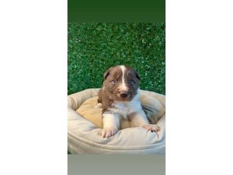 Oyuncu border collie yavrularımız!