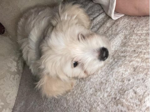 Maltipoo köpeğimizi sahiplendirme