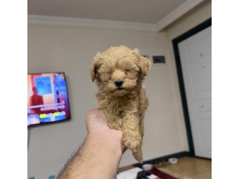 Micro teacup özel yavru