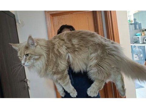 Sağlık ve ırk garantili minik maine coon devler