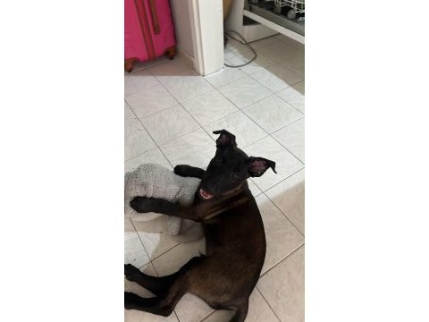 Belçika malinois yavrularımız 