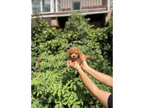 Kore kan aşılı poodle bebekler