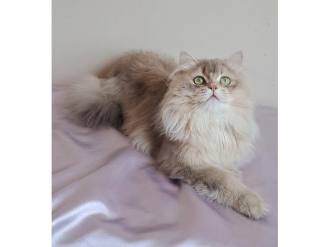 British longhair (blh) erkek cana yakın uysal