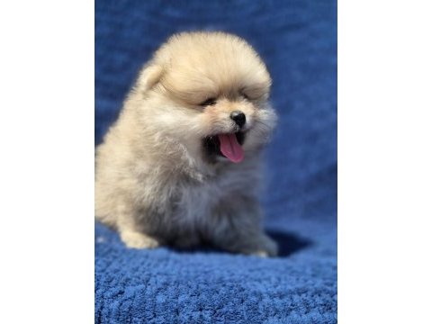 Dişi ayı surat pomeranian boo