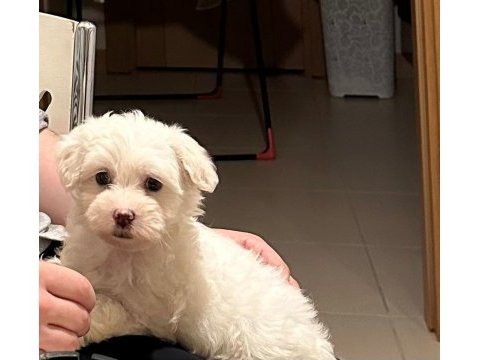Maltese terrier 3 aylık oğlum