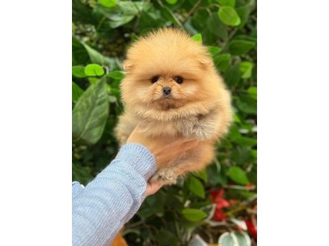 Safkan orjinal pomeranian boo şecereli yavrular