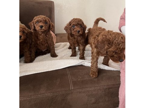 Toy poodle