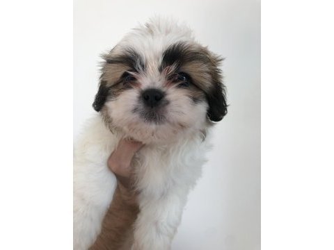 Shih tzu yavrularım yeni ailesini bekliyor