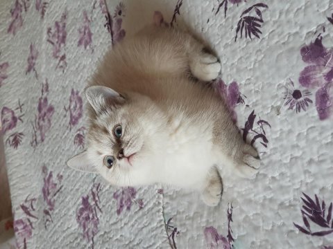 British shorthair silver