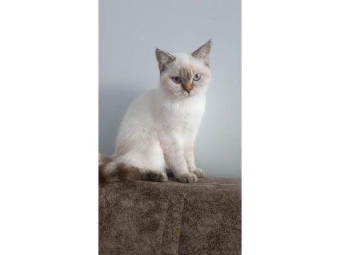 6 aylık british longhair