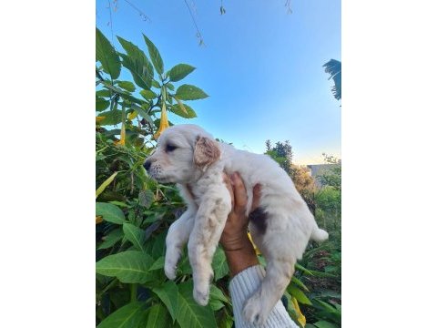 Golden retriever erkek bebek mersin