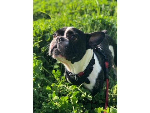 French bulldog çocuklarımız ömürlük yuva arıyor
