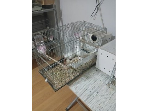 Albino eşli takım sultan papağanı