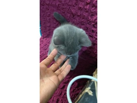 Mama karşılığı british shorthair erkek yavru