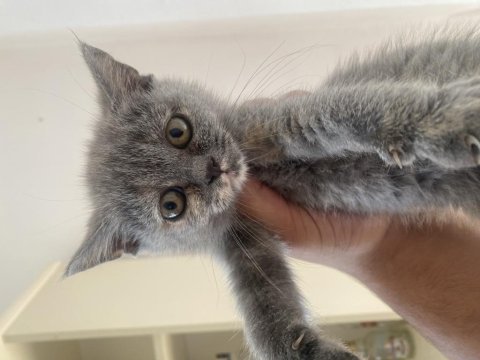 British yavru kedimiz evcil mama yiyor 2.5 aylık