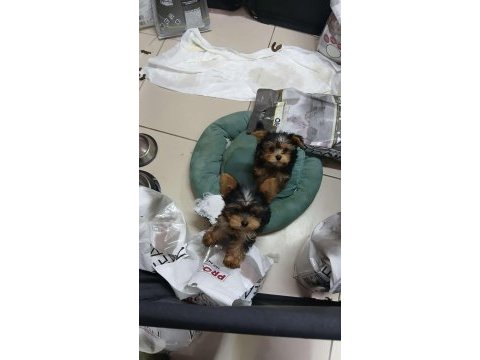 İzmitte dişi yorkshire terrier